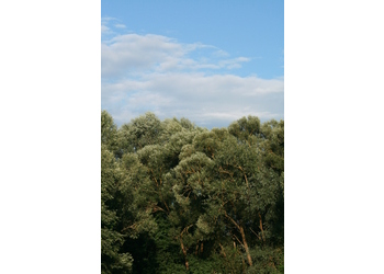 Silberweide (Salix alba) - © Emanuel Trummer